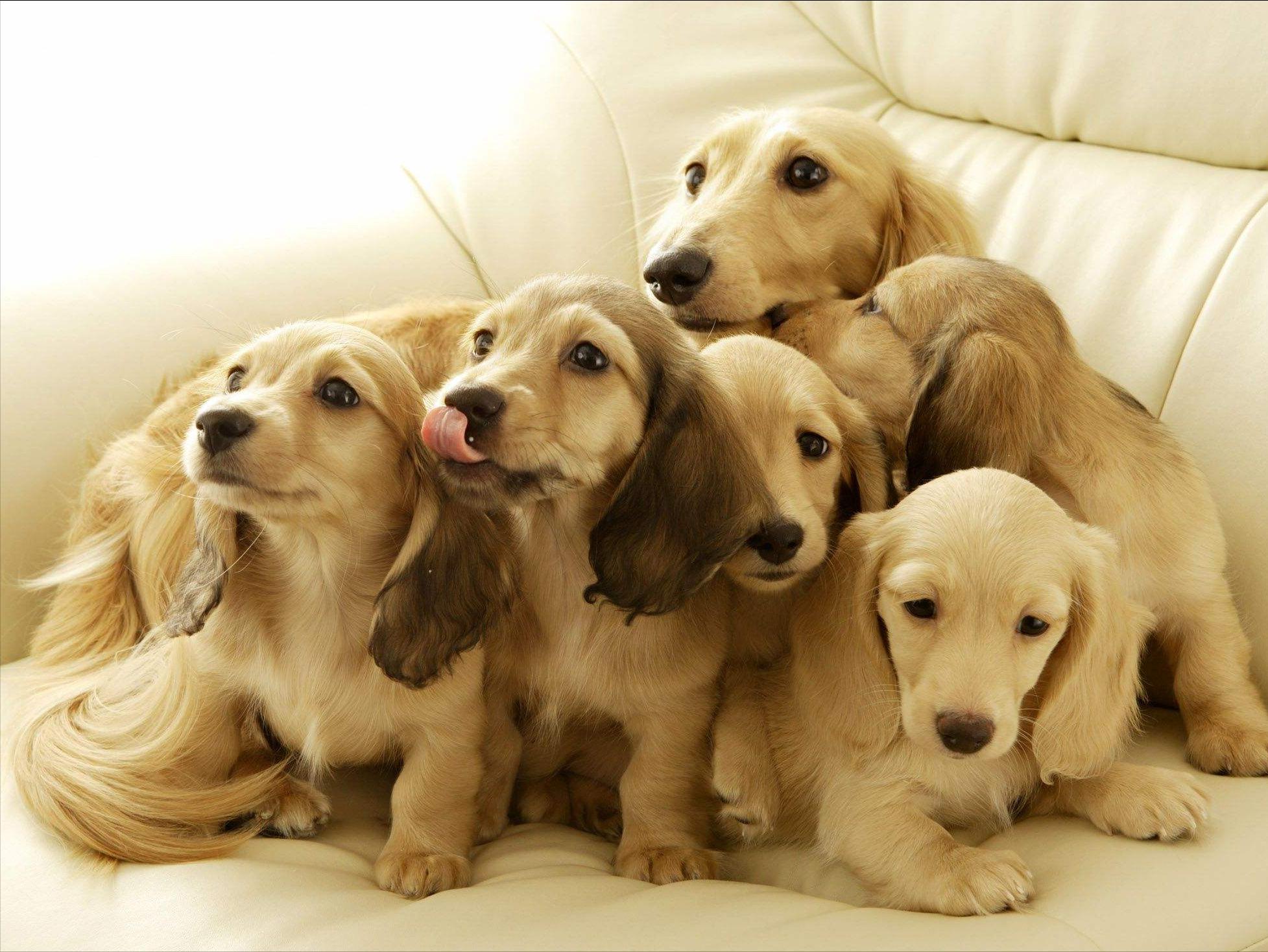 狗狗各种坏习惯,狗狗家中古怪行为引热议