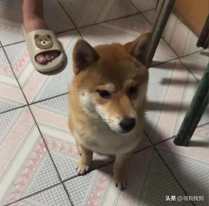 保定柴犬出售同城,保定寻狗启事最新发布柴犬