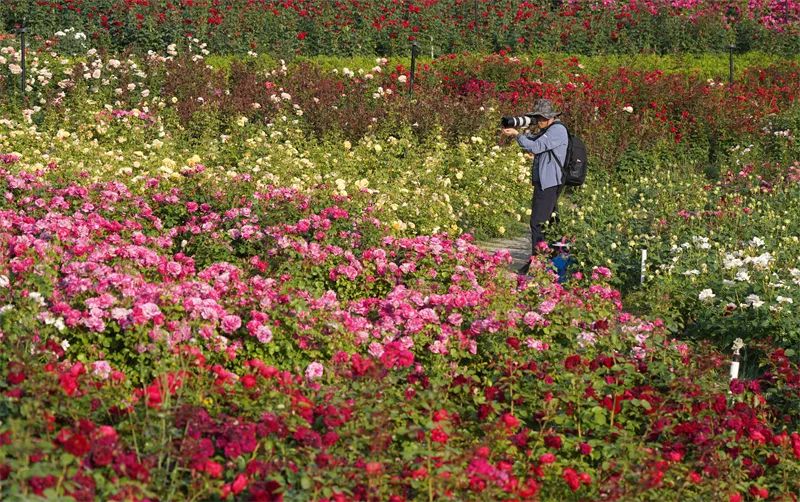 郑州520,打开520的正确方式