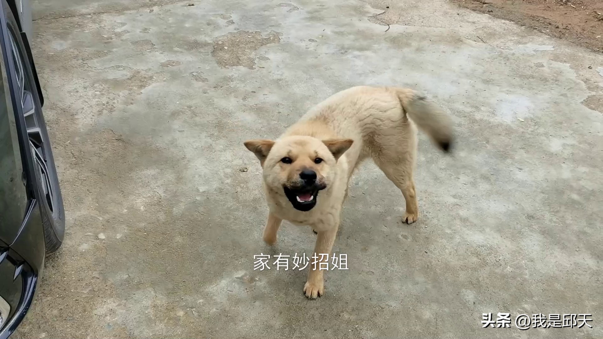 被狗咬怎么才能不让它咬,被狗追咬自救的方法