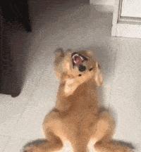 狗有这几种动作说明主人有福,一只狗有这几种行为说明智商很低