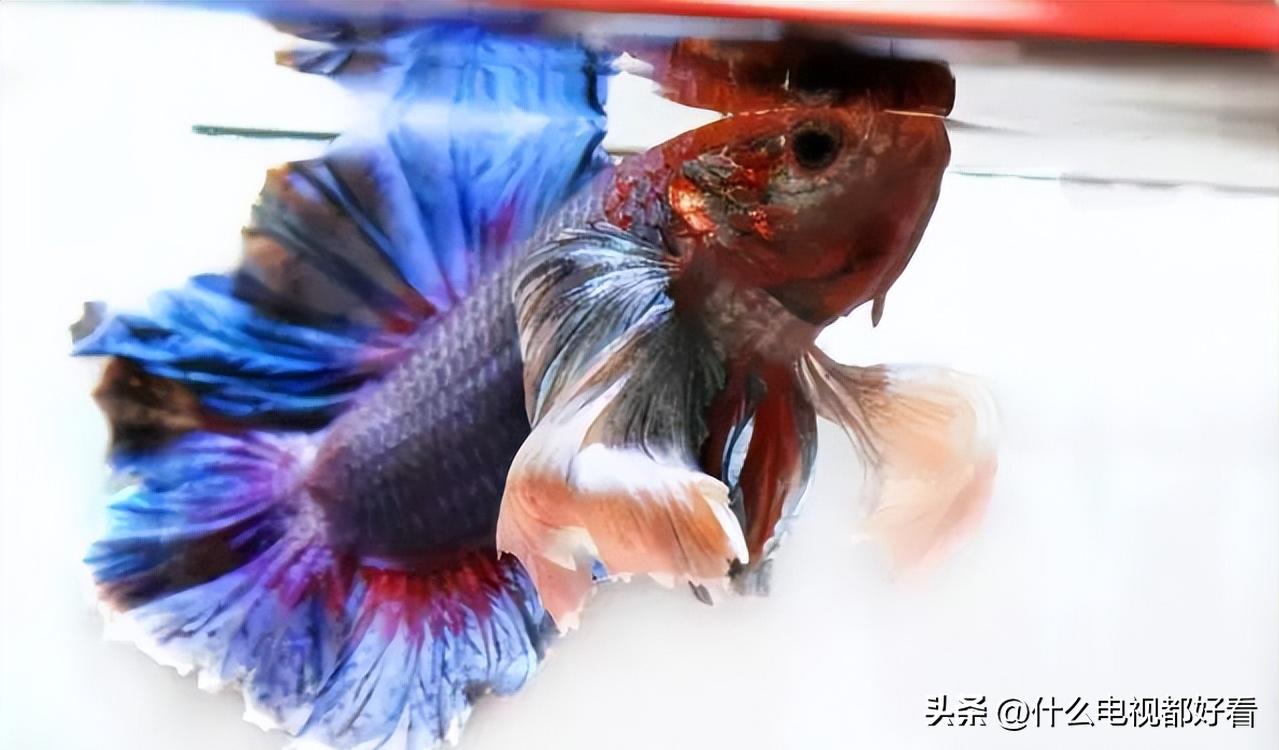 观赏鱼冬天怎么养能活,冬天鱼在鱼缸怎么办