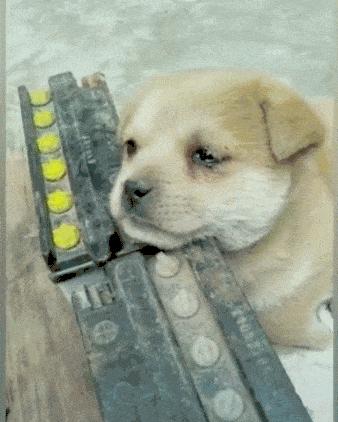 春天来了！每位毛孩子家长都要了解这些知识