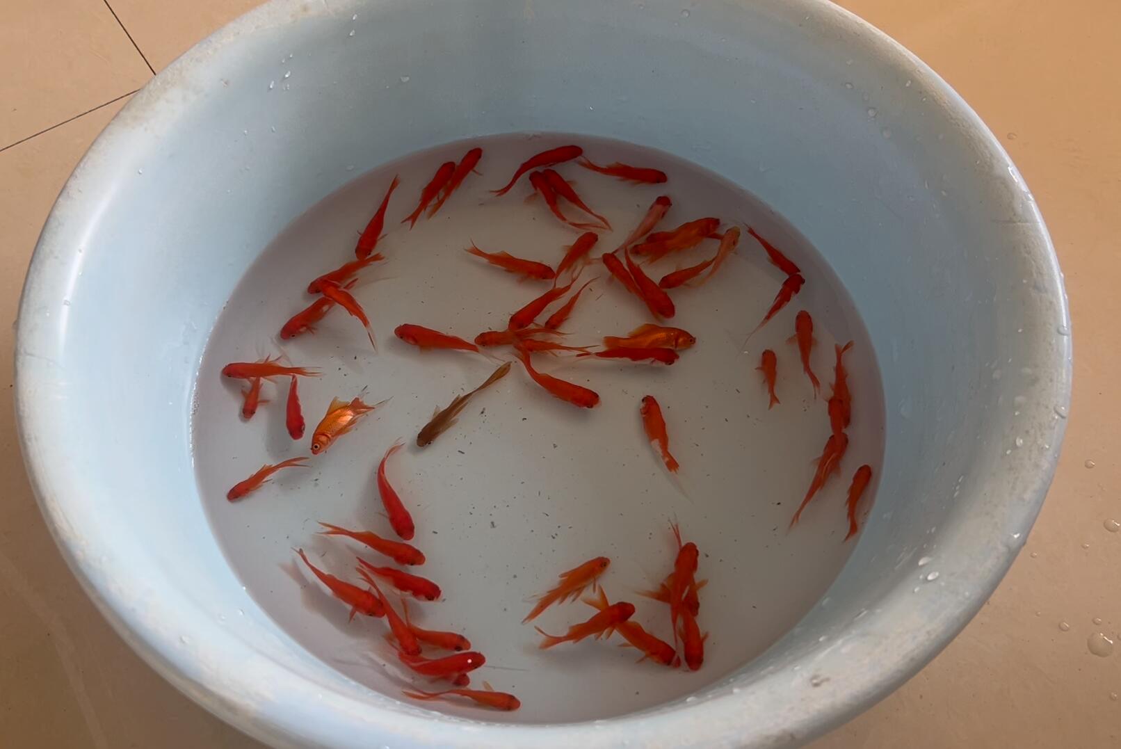 斑马狗头10天不喂食会死吗,斑马狗头应该喂什么