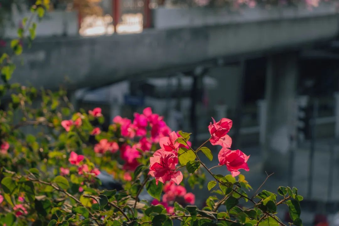 大数据推给想去泰国的朋友，万字长文玩转曼谷芭提雅