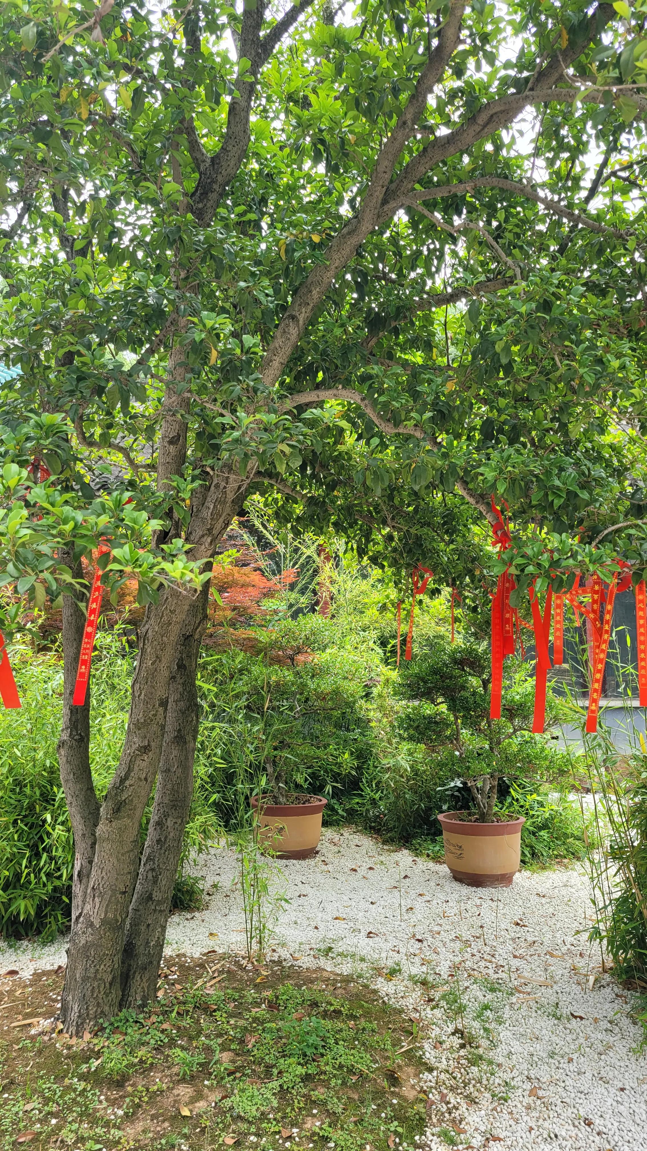 春天去无锡樱花谷旅游,无锡市梅园一日游攻略