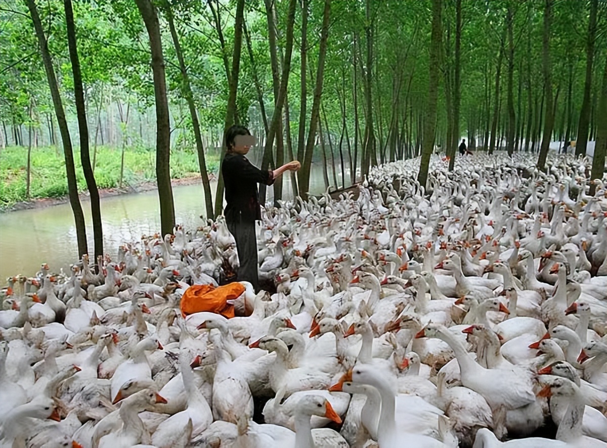 农民养鹅5年终致富轻松年入15万,小伙养鹅一年能赚多少钱