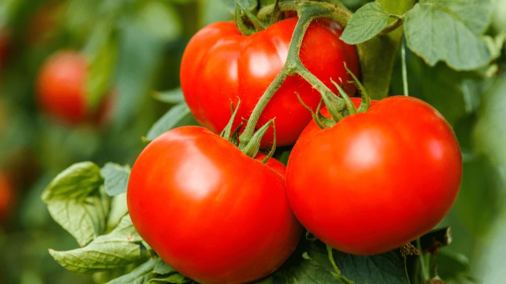 日光温室番茄栽培技术要点,温室种植番茄灌溉方式