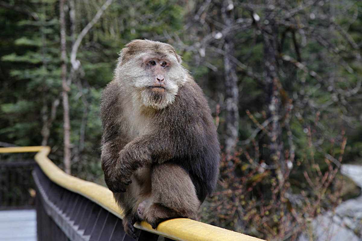 峨眉山“人猴大战”频发，路过的狗都得挨巴掌，这些猴子怎么了？