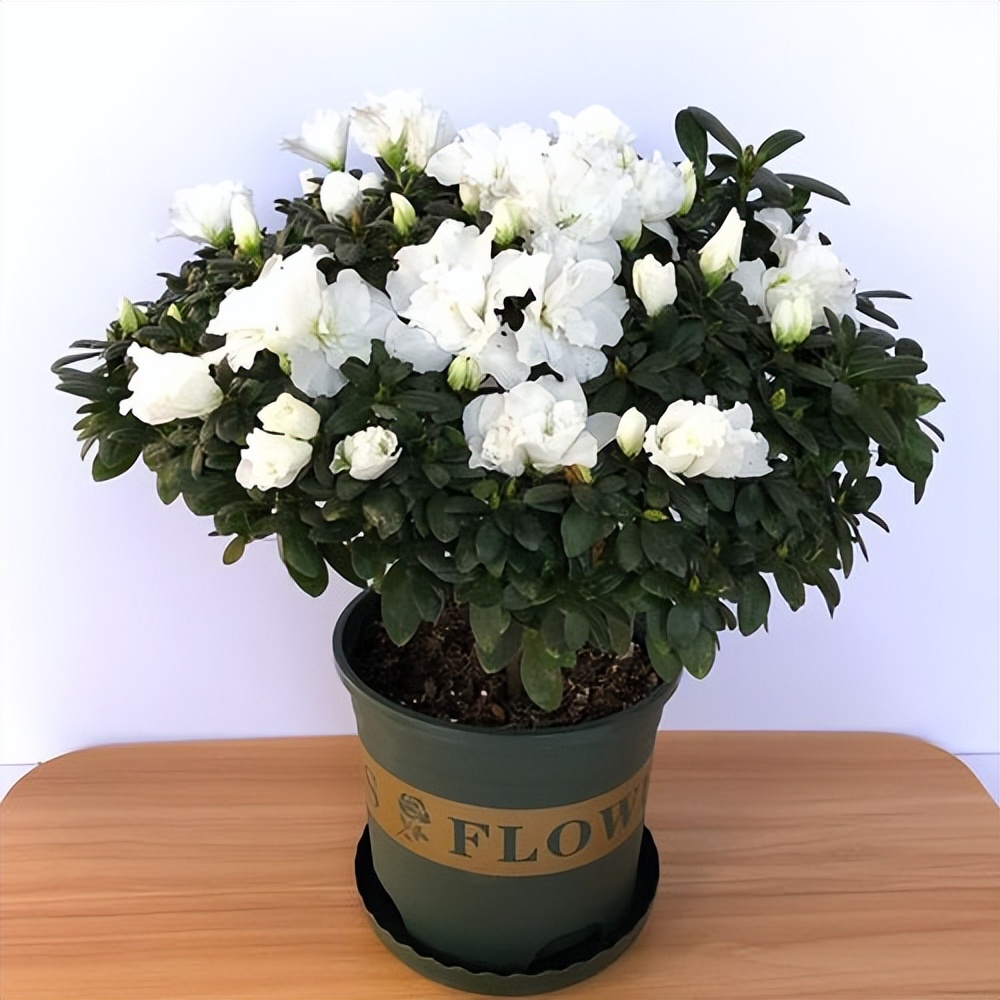 这几种常见花有毒居家养护要小心,四种剧毒的花家里千万别养