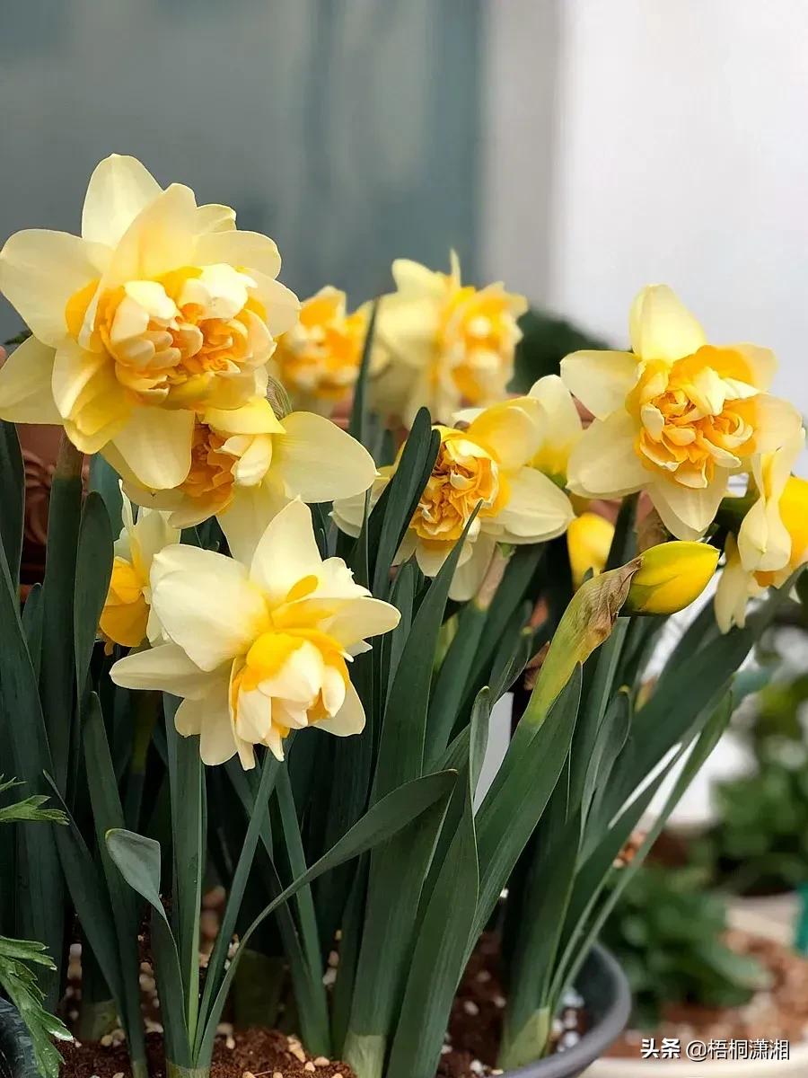 这种花养护非常简单,4种花随便一养就爆盆