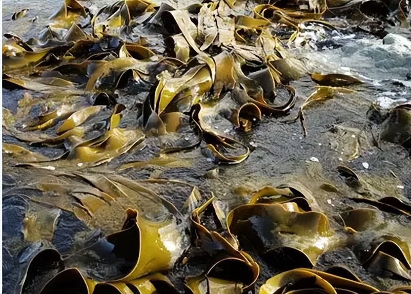 海带进口标准,海带出口需要什么手续