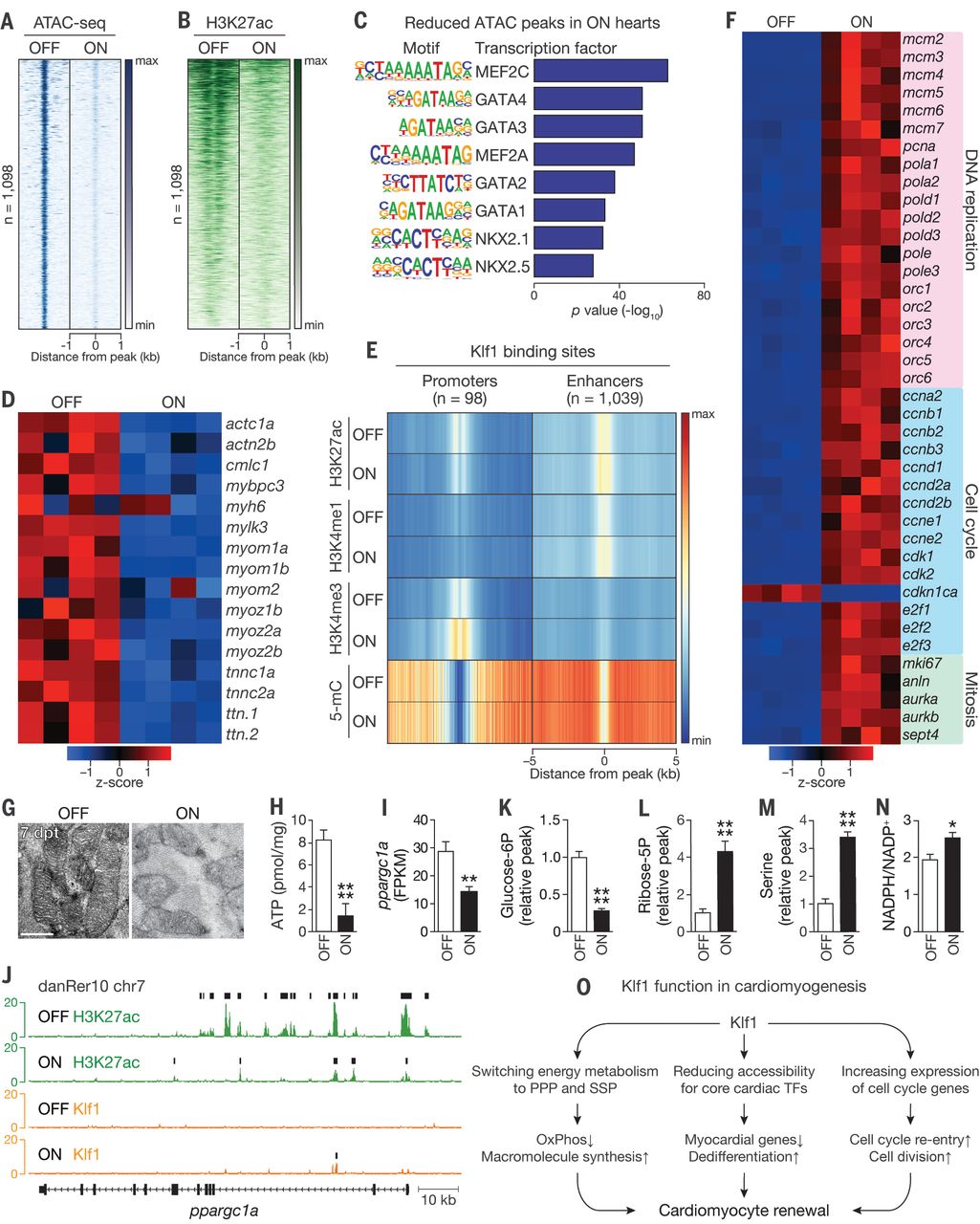 心肌修复与再生,修复心脏的最好方法