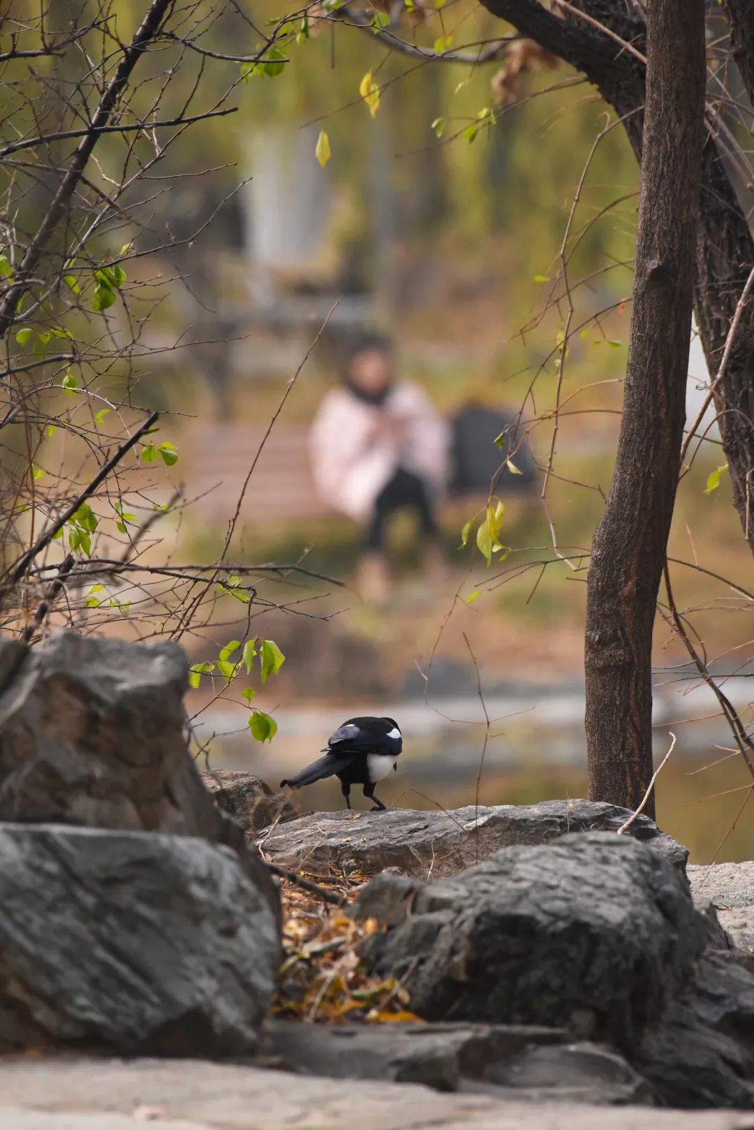 为啥乌鸦不敢招惹喜鹊,喜鹊凶猛