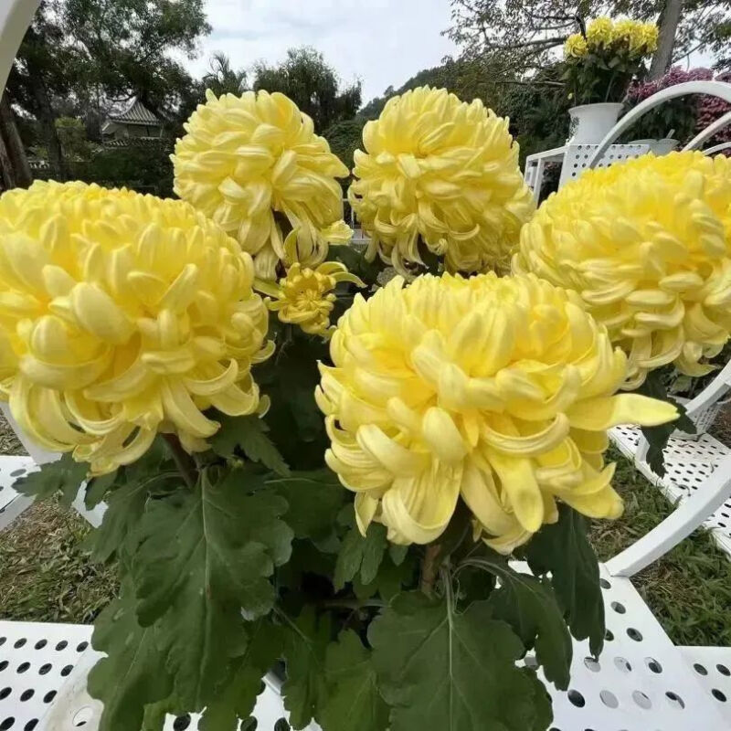 深圳市东湖公园一年一季的菊花展,深圳的东湖公园的菊花展漂亮极了