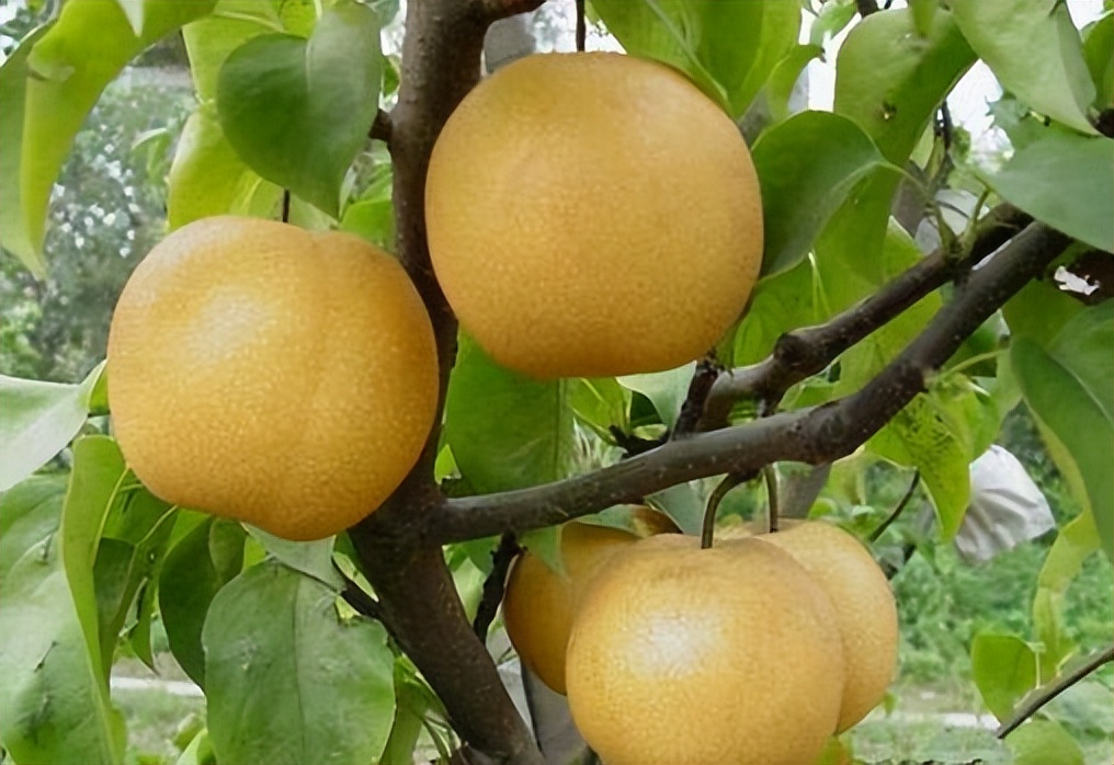 深圳光明乳鸽哪里最正宗,深圳乳鸽特产