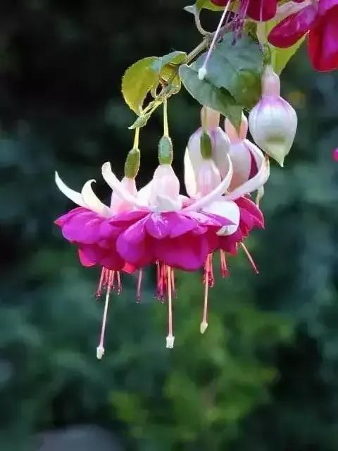 分享图片温暖大图,倒挂金钟花唯美视频