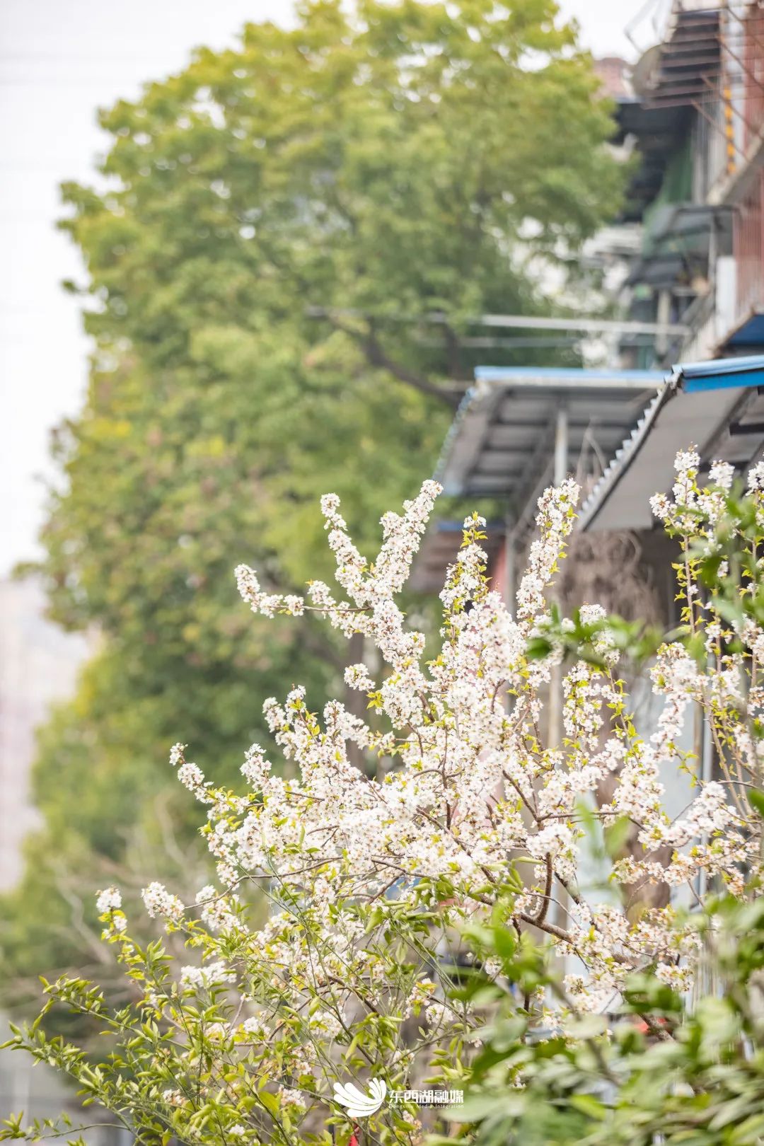 调查问卷发放情况报告,调查问卷100份