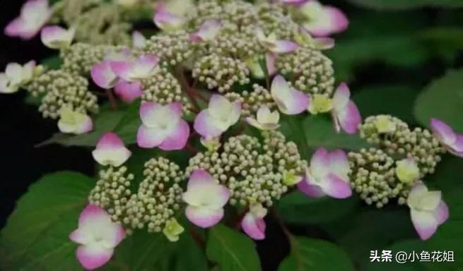 有一种花很好看但是很臭,名字很难听却很漂亮的花