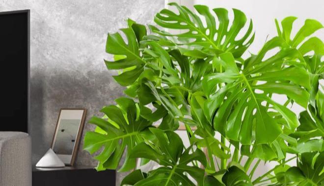 龟背竹抗冻,龟背竹冬天叶片变黄了怎么办