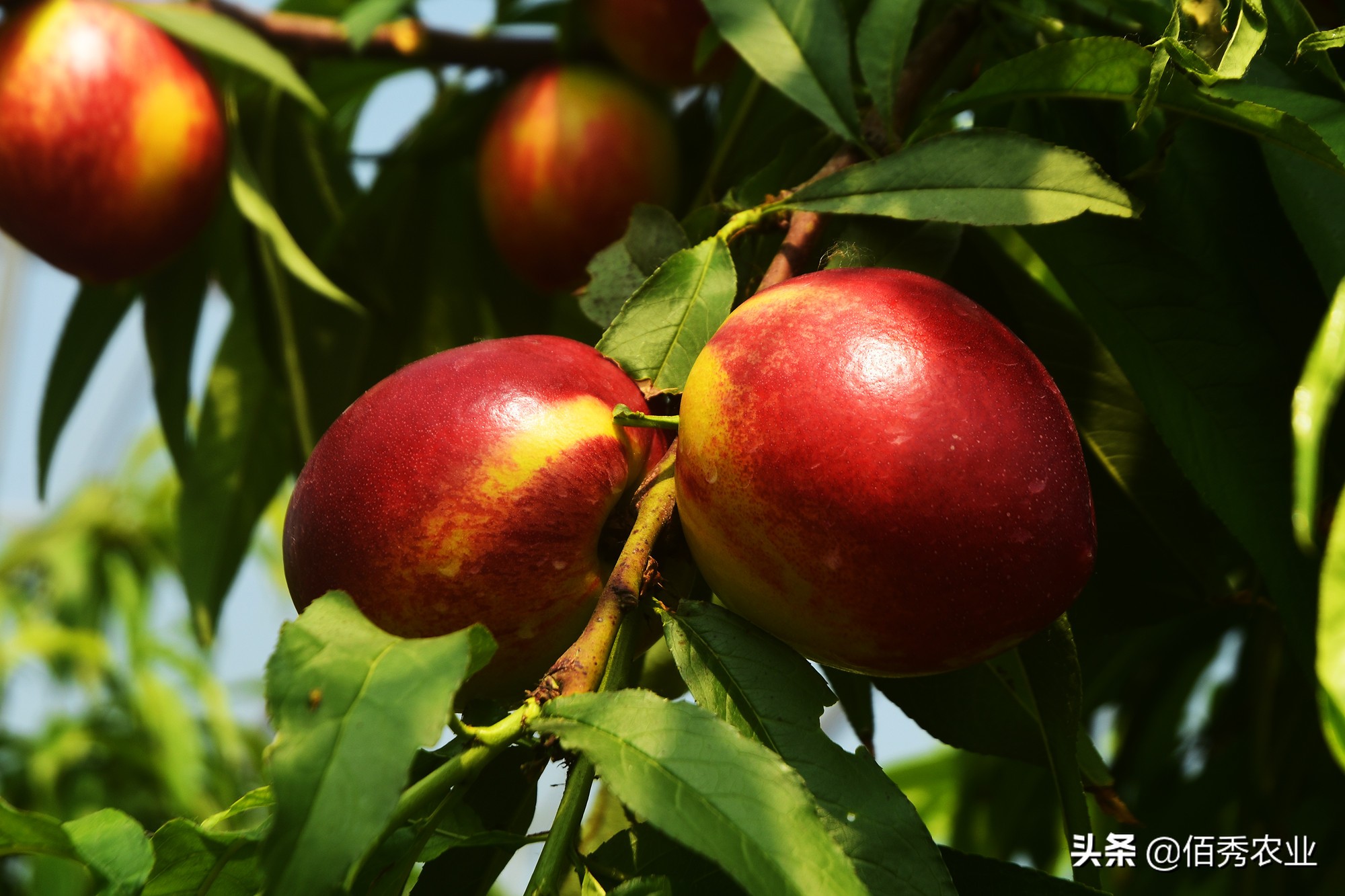 种植桃子成本与利润,农村种植零风险