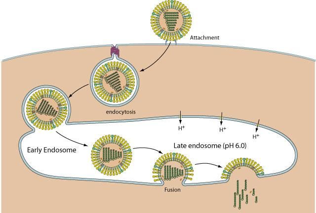 碘伏加什么杀菌止痒,盐醋小苏打真的能除蚜虫吗