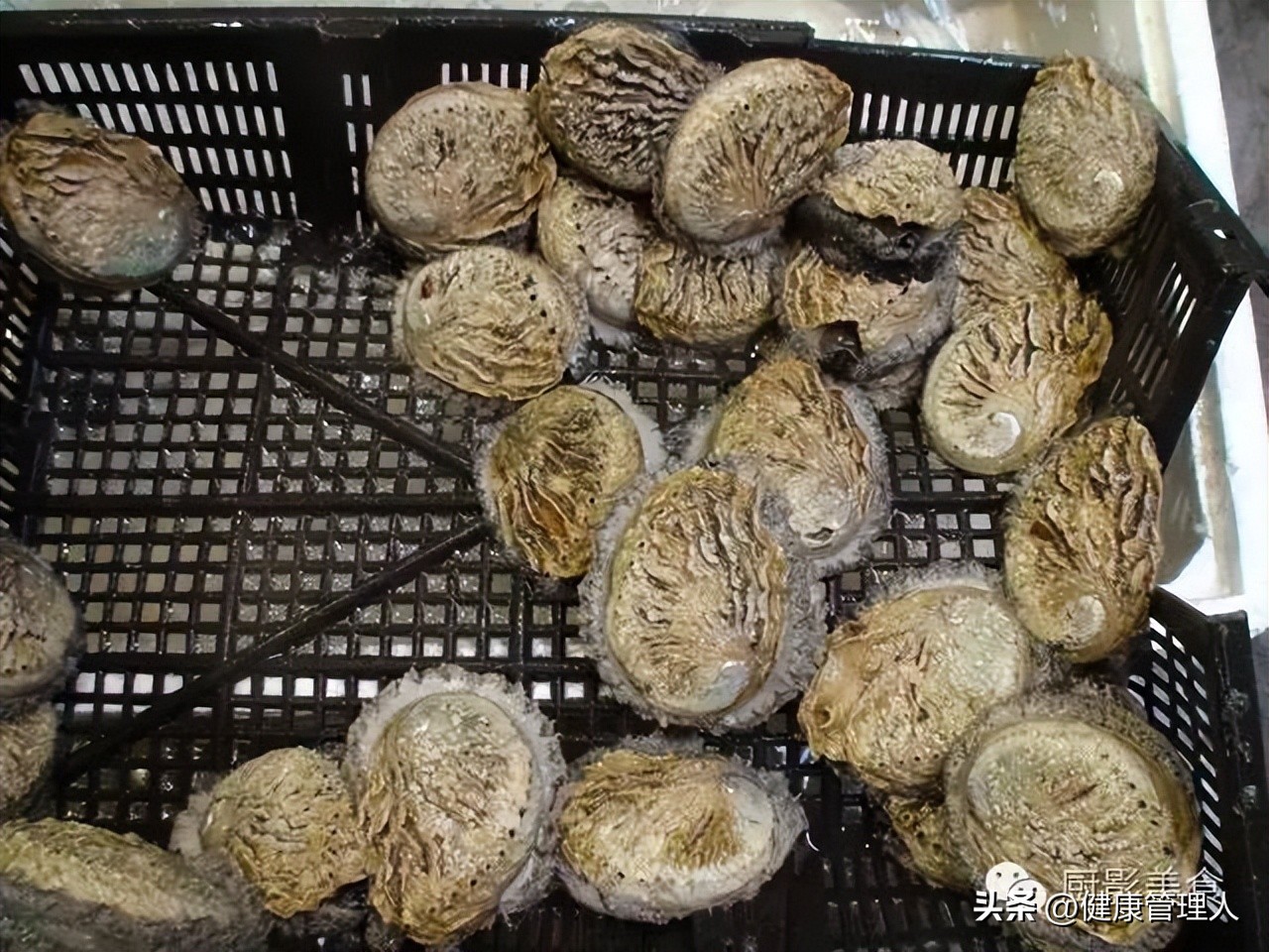 世界十大顶级海鲜食材有哪些品种,海鲜贝类品种大全及名字