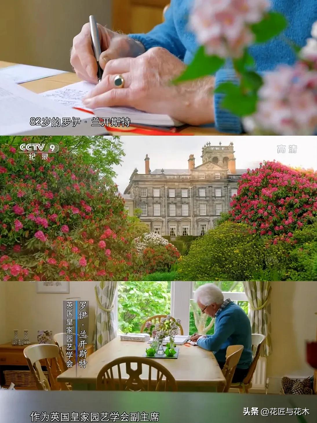 央视顶级纪录片｜万花之王，用一叶一瓣打开“世界”