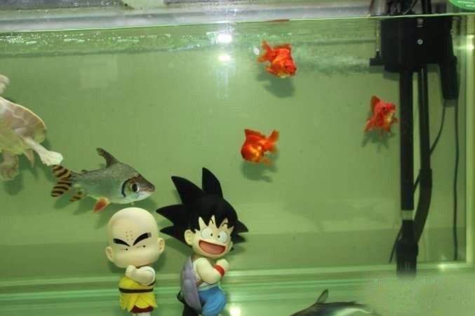 极品蓝底过背金龙,顶级蓝底过背金龙视频