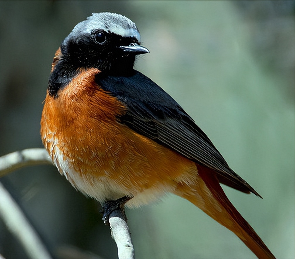 鸟儿大全高清图,高清珍稀鸟动态图片大全