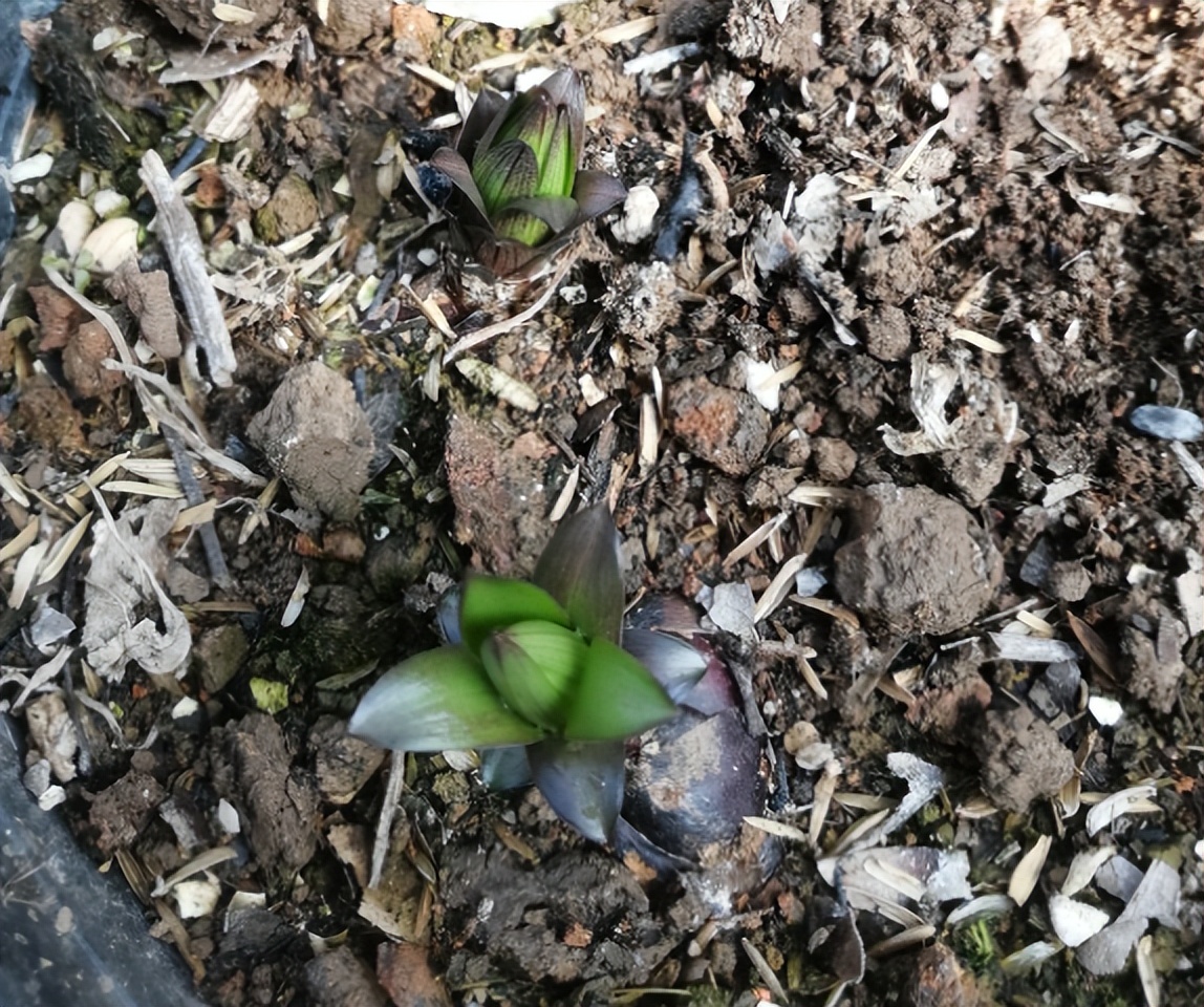浇水后兰花盆底还是积了少量的水,给花浇水水全部从底部流走
