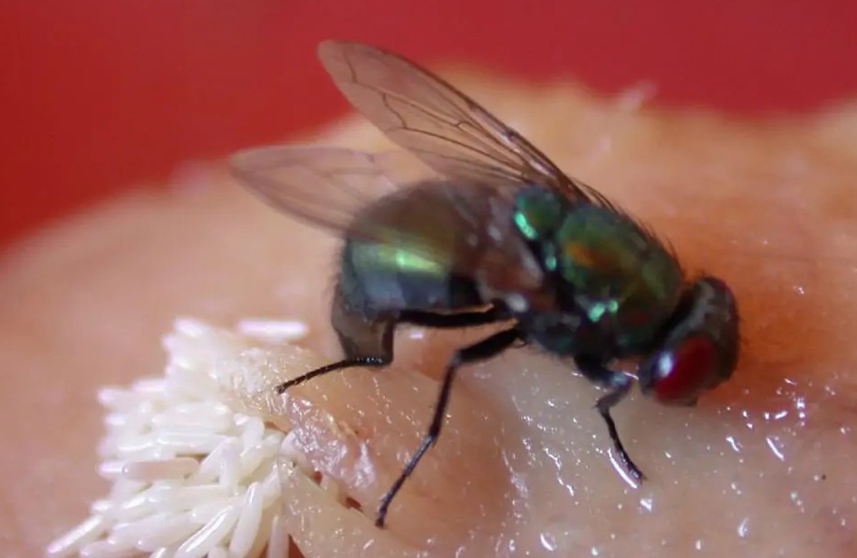 连云港苍蝇种类,苍蝇种类像蚊子