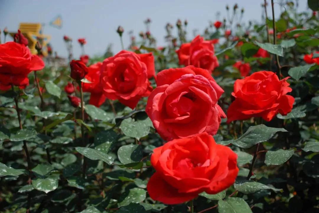 玫瑰花绝美头像,绝美玫瑰花图片