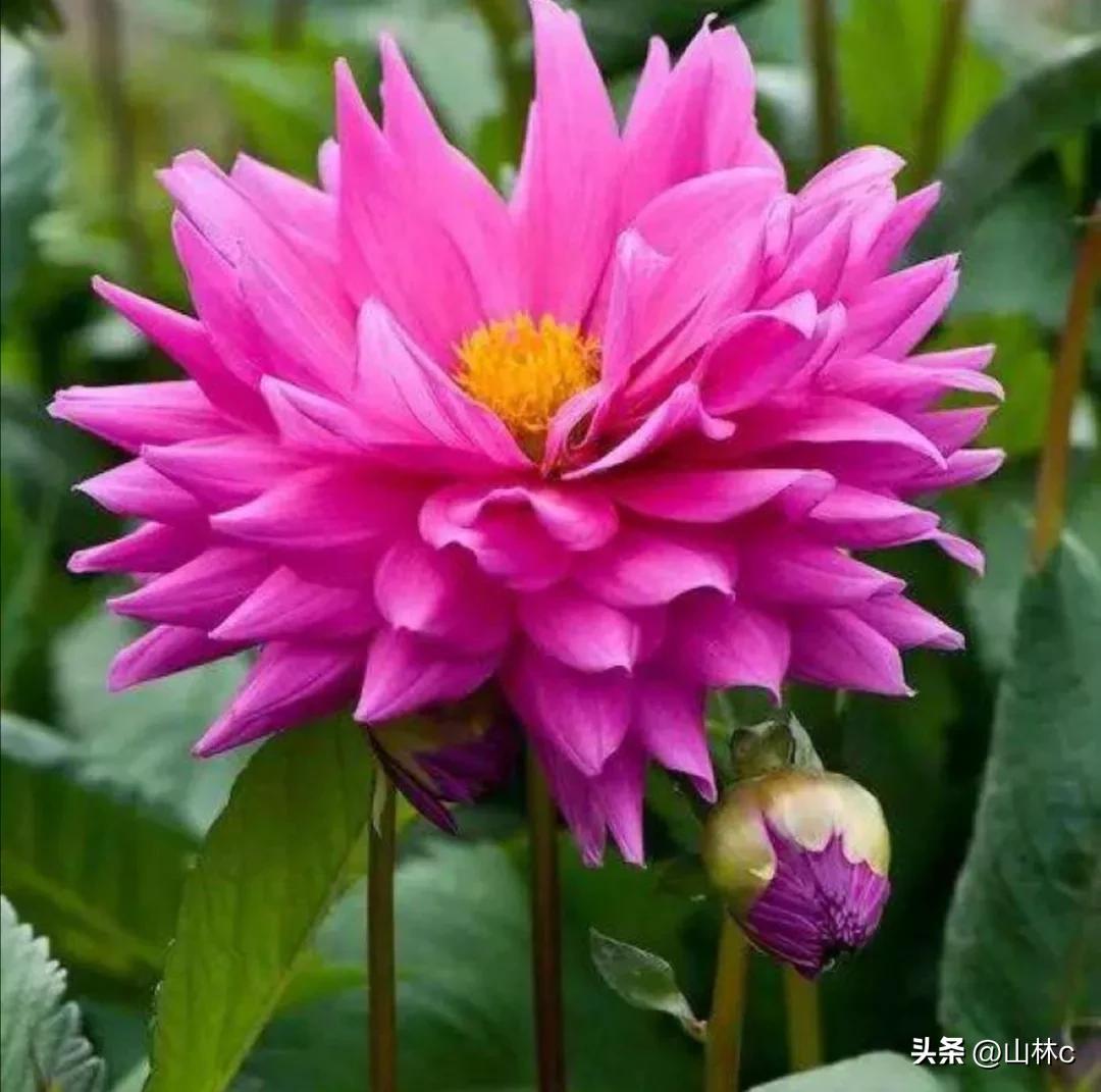 鲜花五彩缤纷争奇斗艳,最美鲜花一年四季都在争艳怒放