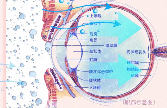 眼睛干涩疲劳滴了眼药水,眼睛干涩疲劳模糊滴眼液