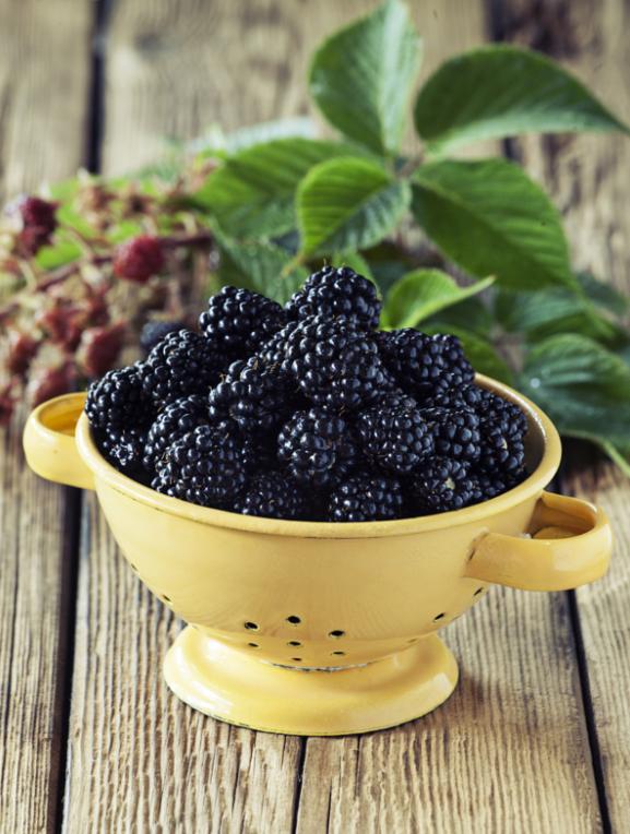 黑莓水果之王,生命之果黑莓