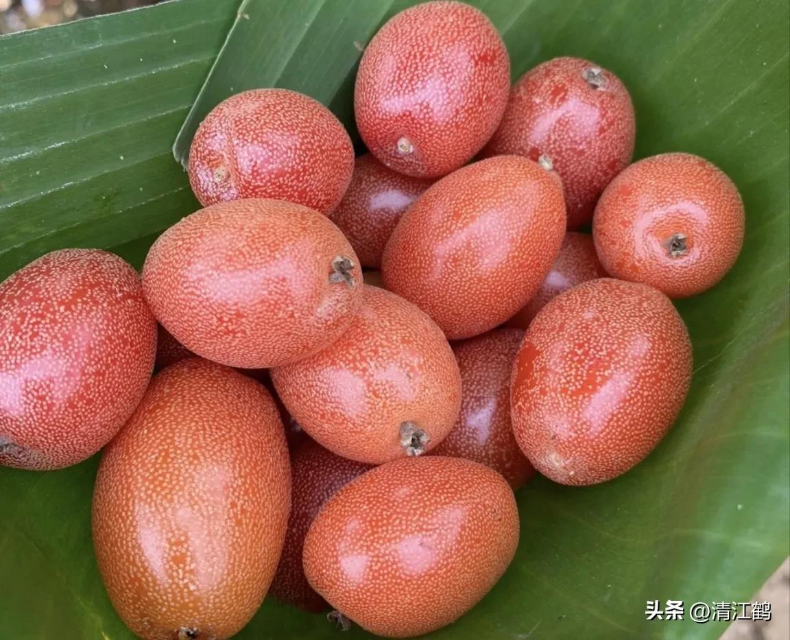 很多人没见过的奇怪生物,都没见过的奇特瓜果蔬菜