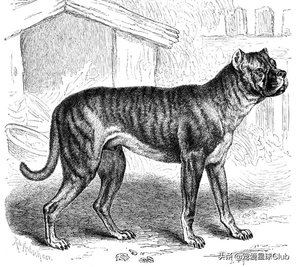 拳师犬有几种耳型,拳师犬里面有什么狗