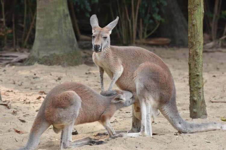 广州长隆欢乐世界酒店游玩,广州长隆欢乐世界熊猫酒店