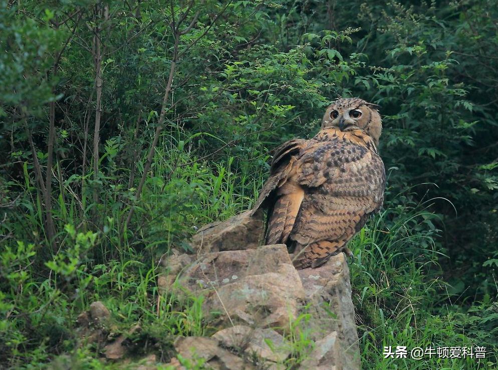 世界十大猛禽角鹰,猛禽金雕是什么鸟