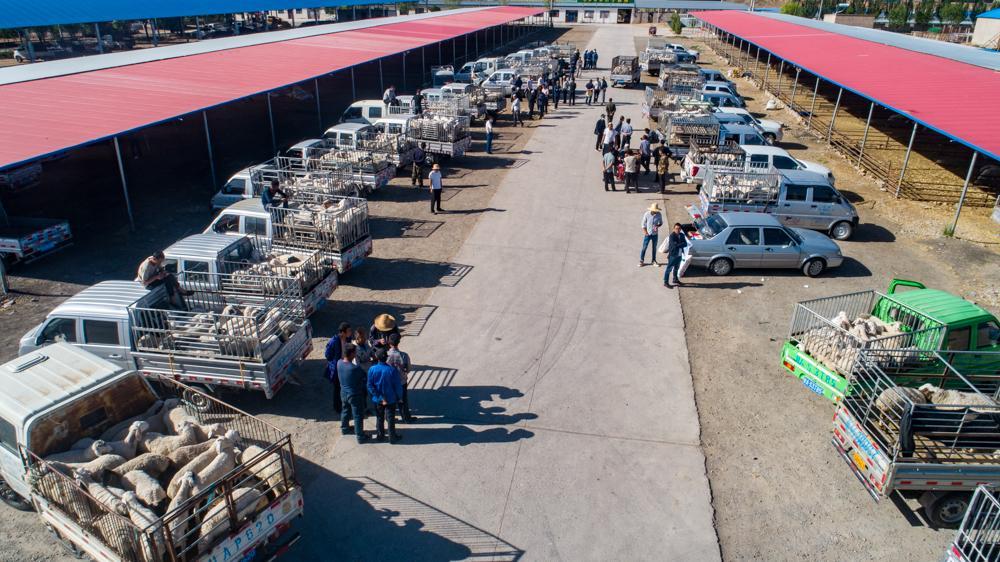 滩羊产业高质量发展实施方案,关于推进羊产业高质量发展的意见