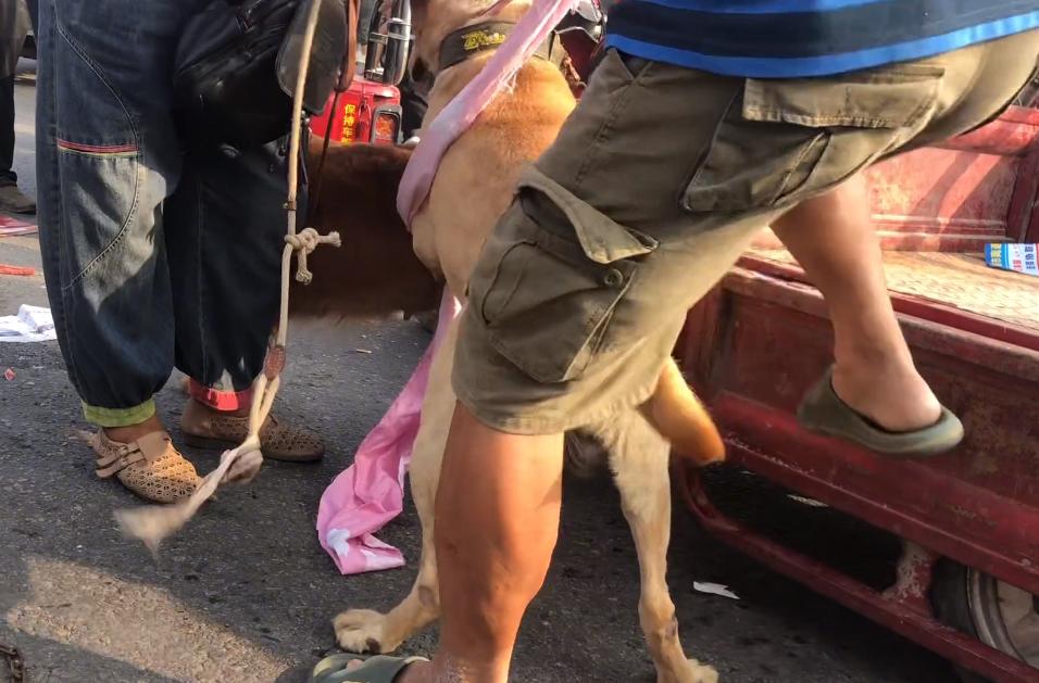 从狗贩子手里买的拉布拉多,拉布拉多疑遭主人卖给狗贩子