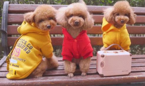 新人养狗首选什么狗,养狗首选这7种狗不贵又好养