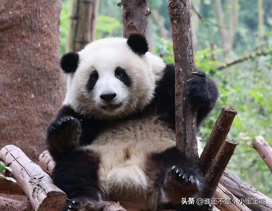 每天认识一只大熊猫和花,每天认识一支大熊猫