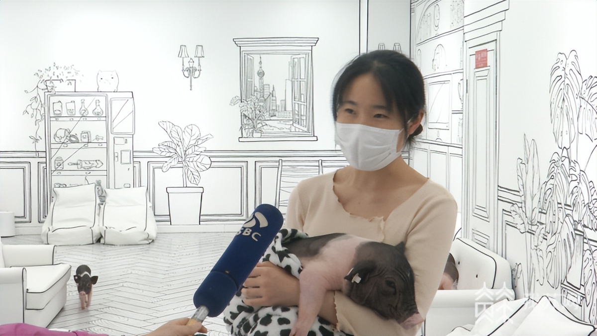 撸猪店火了!rua“二师兄”要注意这些……