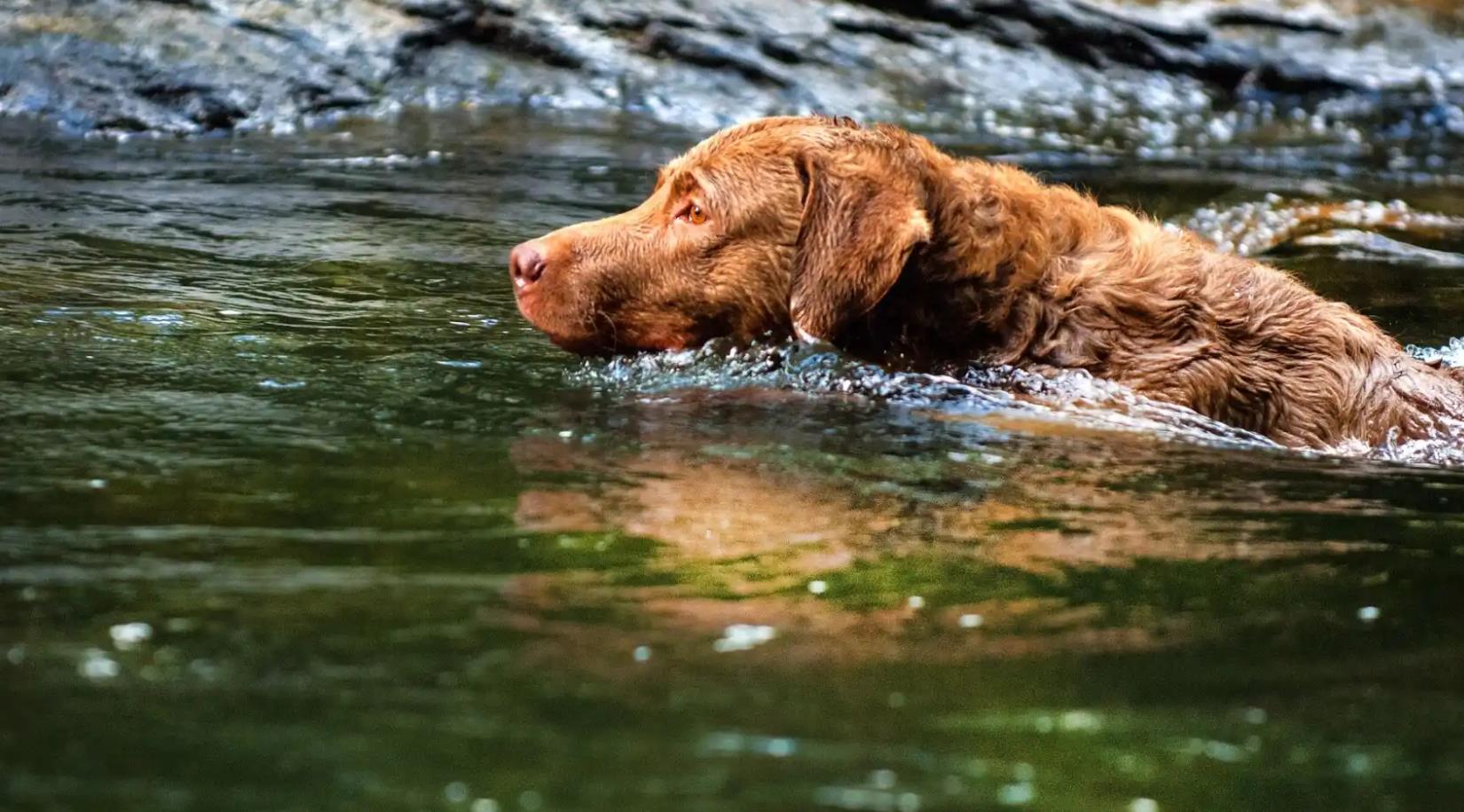 安静不吵闹的6种狗适合在小区养,喜欢安静养什么狗