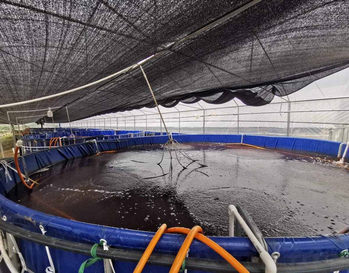 南美白对虾养殖过程中的水质管理,南美白对虾养殖的水质和底质管理