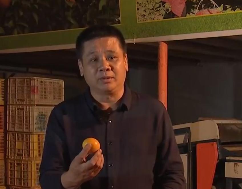 80后农民哥创业种植沃柑,如何卖沃柑一年赚一千万