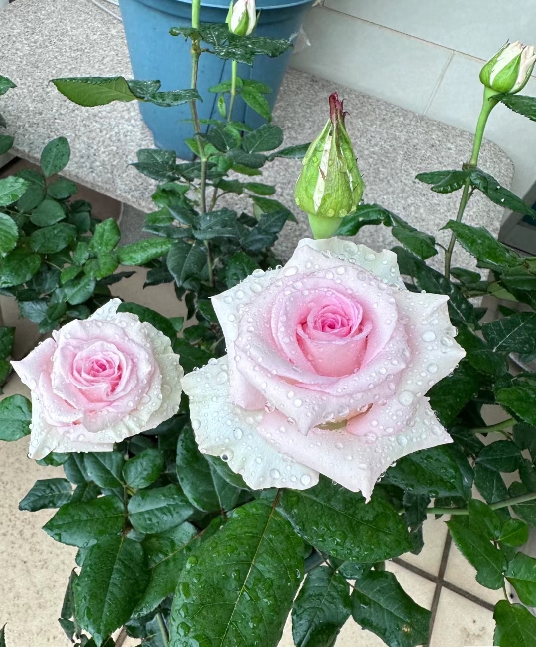 十大惊艳的月季花,有种月季叫什么藤