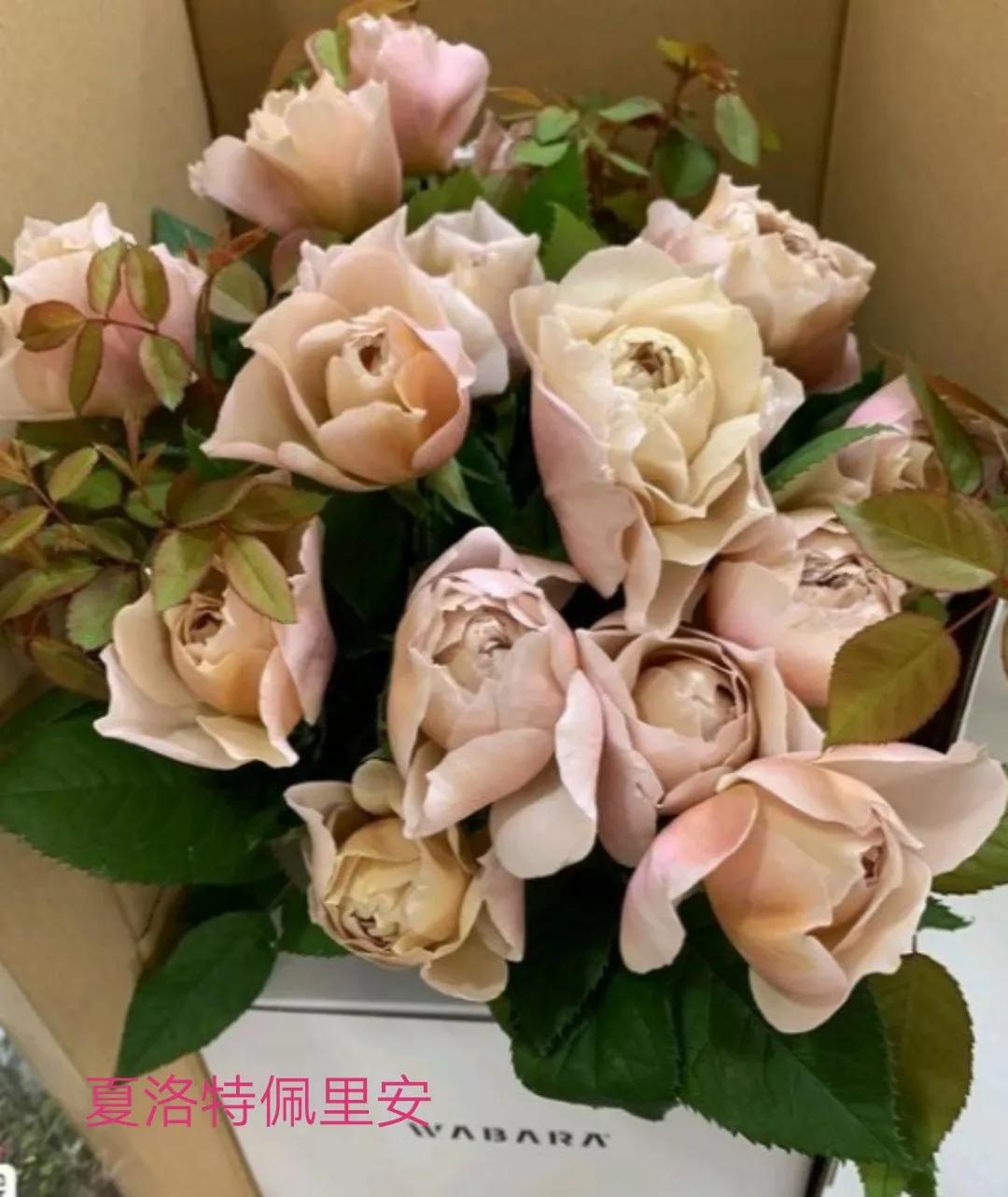 花店卖的切花月季品种,切花月季冬季修剪方法